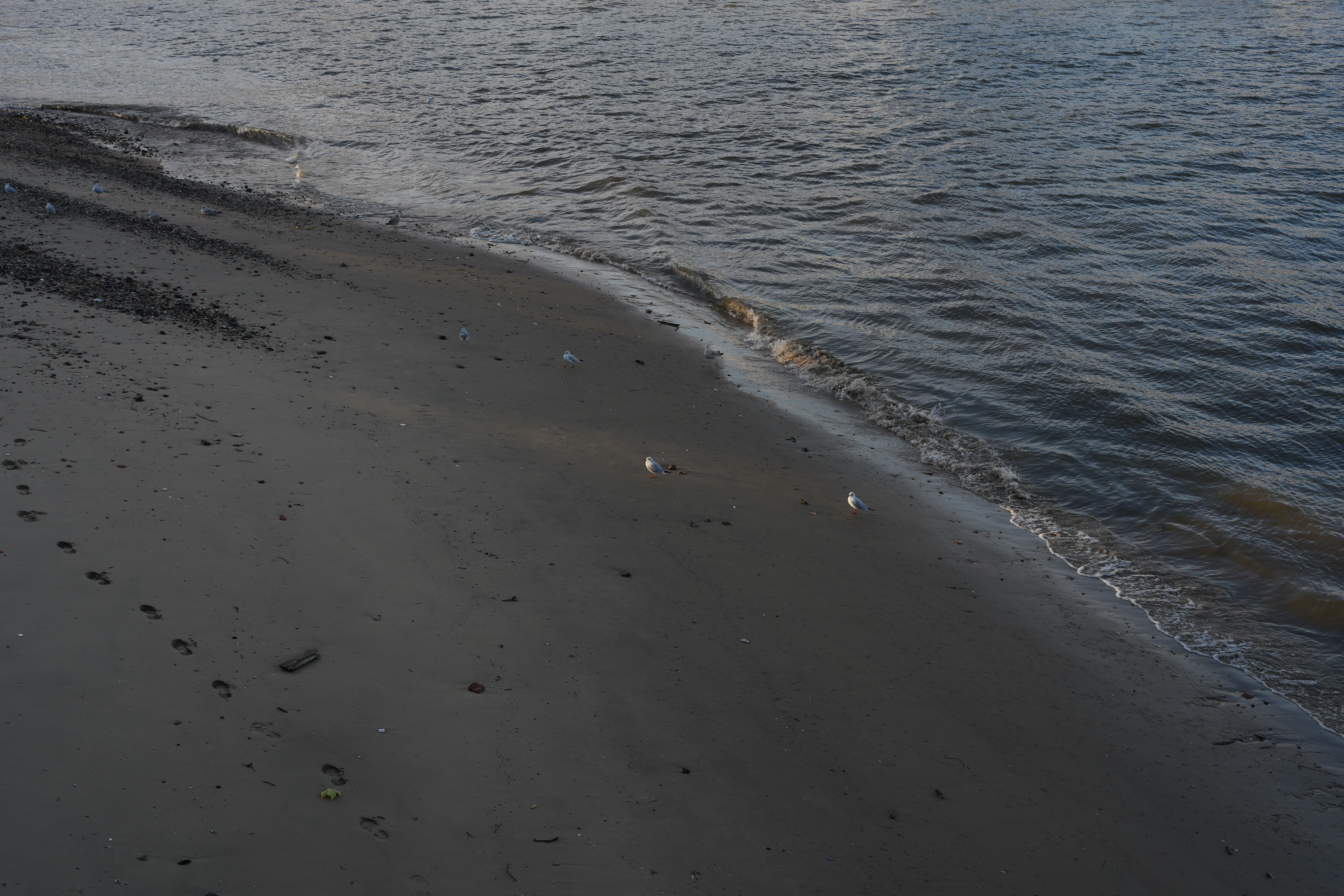 Seagulls walking along a beach as the sun sets