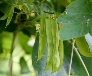 Pods of lima beans growing on the plant