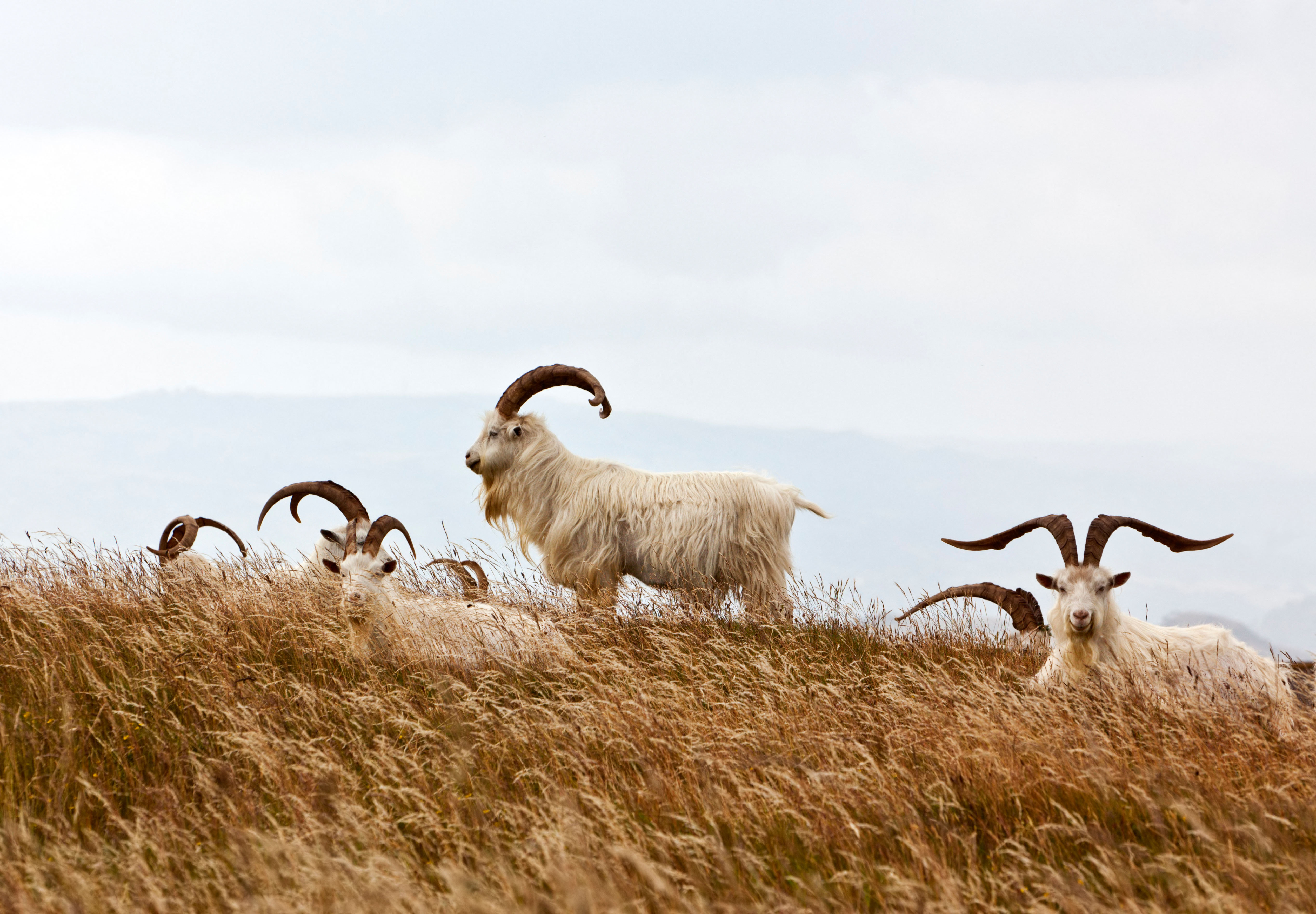 Herd of cashmere goats walking through golden grass