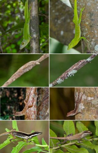 This figure illustrates pairs of anole lizard species from different islands that have independently evolved matching traits. From left to right, the top row depicts giant tree crown specialists Anolis cuvieri (Puerto Rico) and A. garmani (Jamaica); second row depicts the twig specialists A. garridoi (Cuba) and A. occultus (Puerto Rico); third row depicts trunk and ground specialists A. cybotes (Hispaniola) and A. lineatopus (Jamaica); fourth row depicts grass specialists A. alumina (Hispaniola) and A. alutaceus (Cuba).