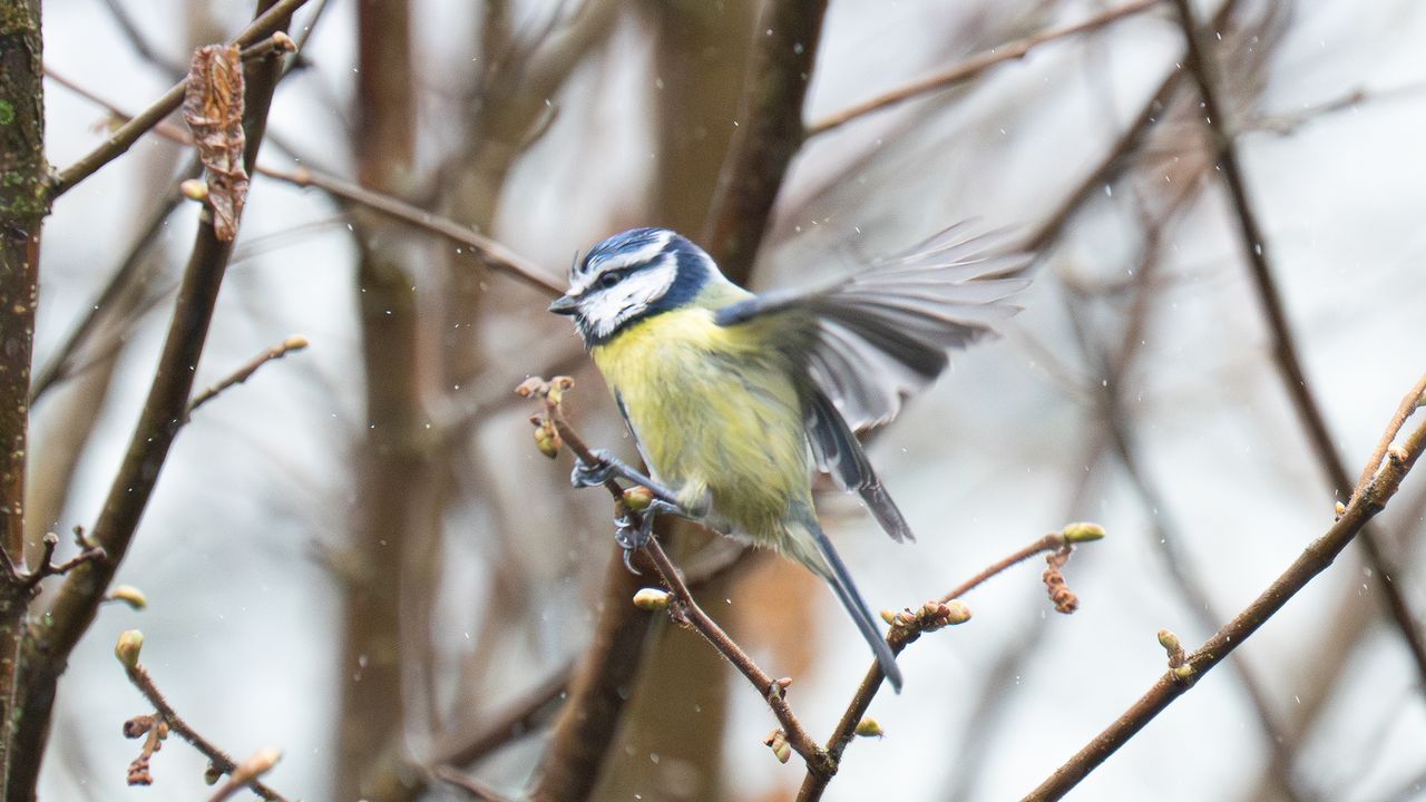 eurasian blue tit sat in a tree