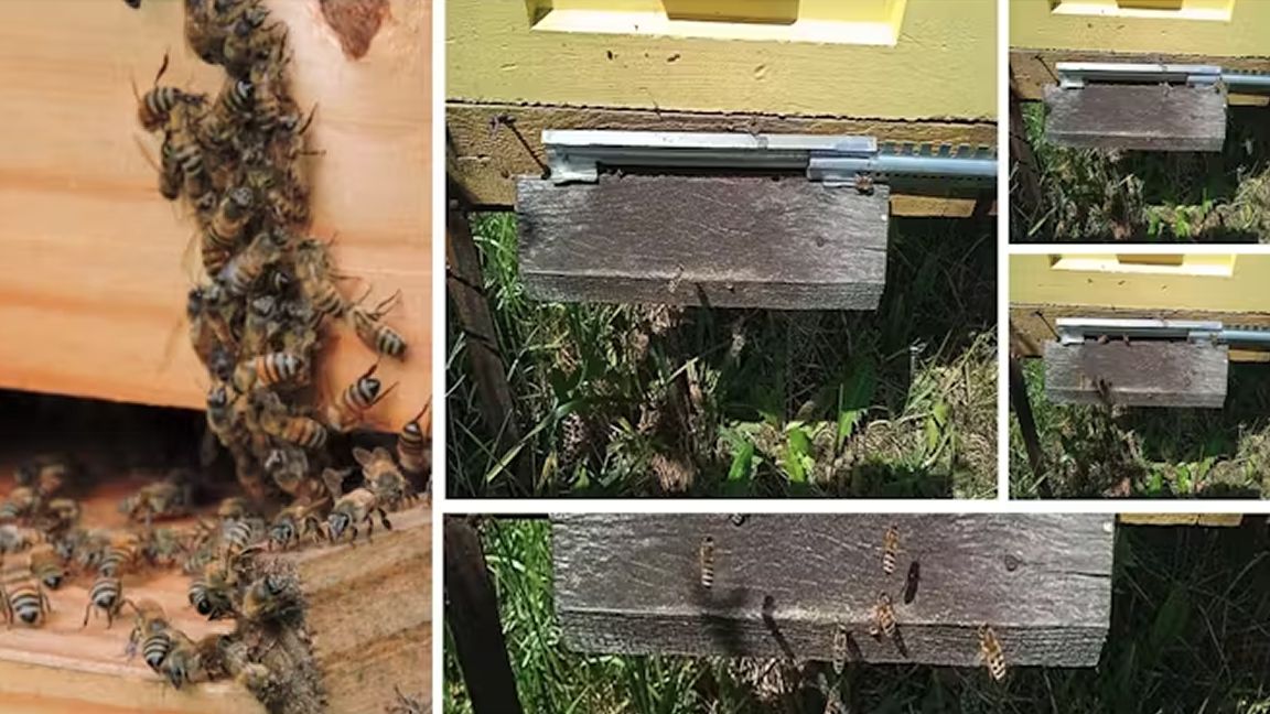 Raspberry Pi used to count bees — Brazilian researchers use a Pi Zero 2 W ...