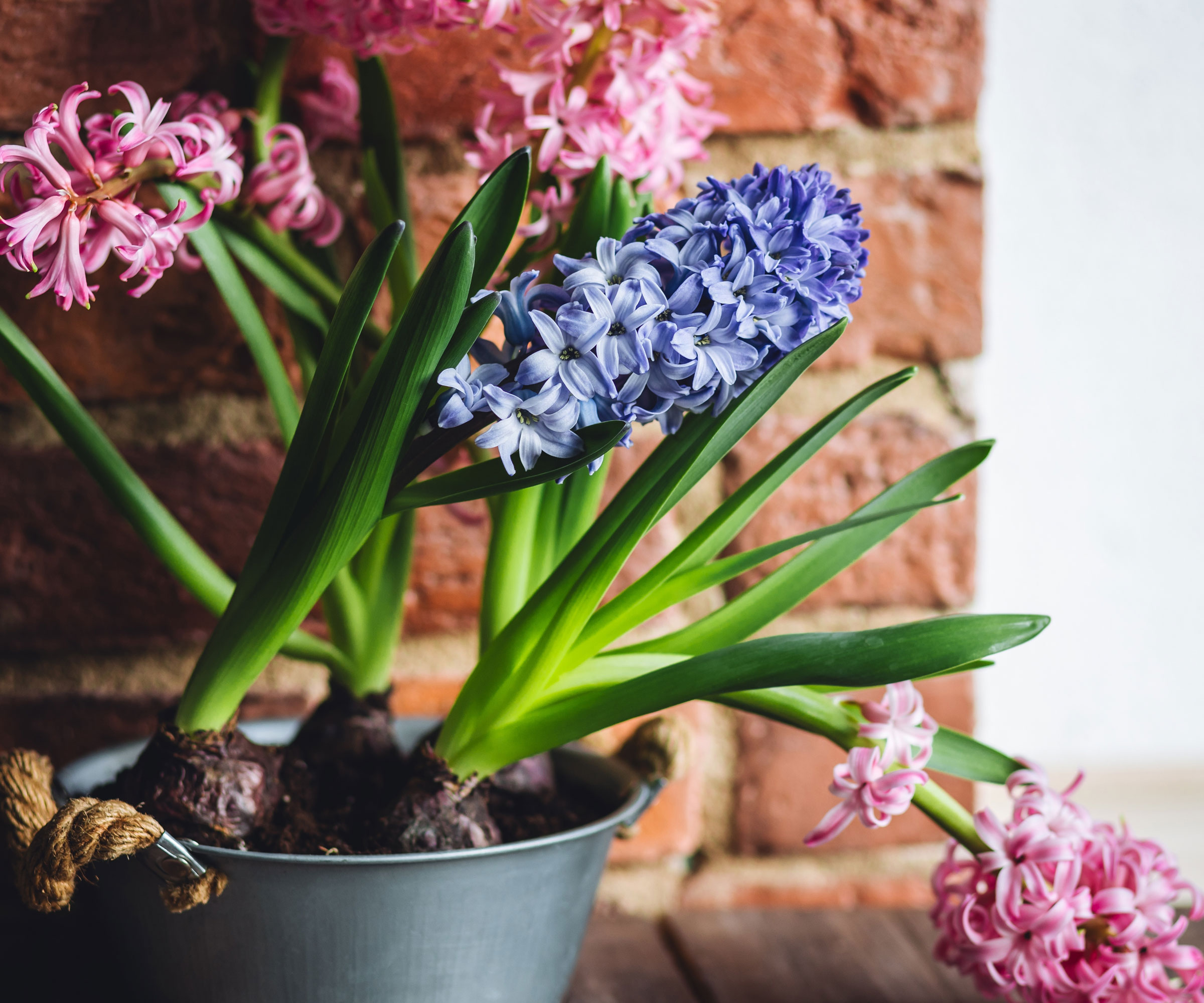 flowering hyacinths in pot near window