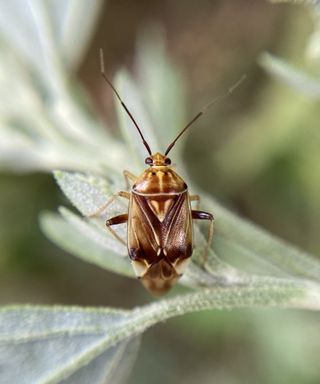 Tarnished plant bug up-close on a plant