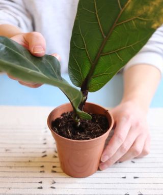 A person potting up a fiddle leaf fig cutting on a table