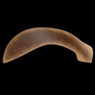 a planaria, or flatworm