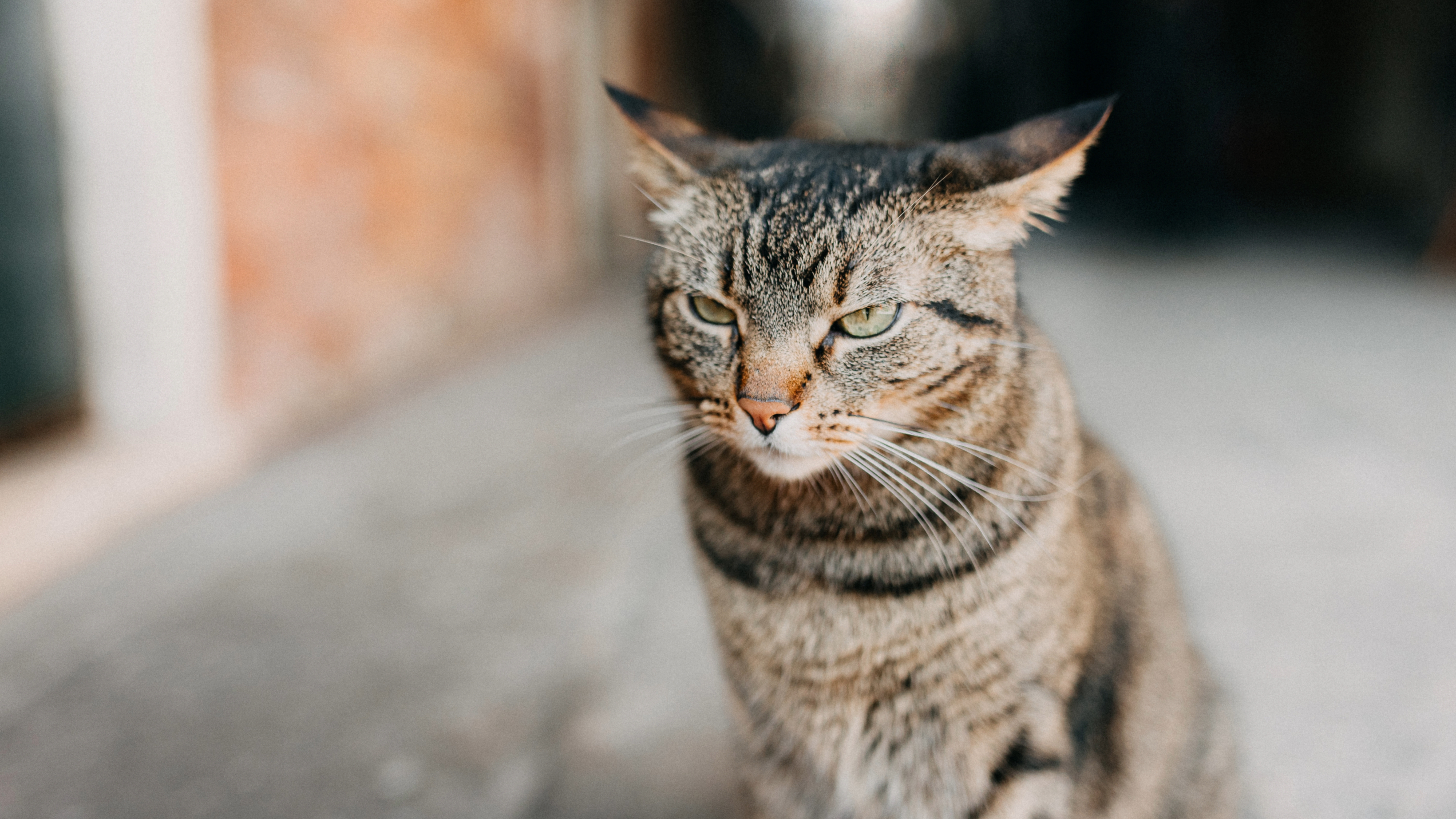 Tabby cat