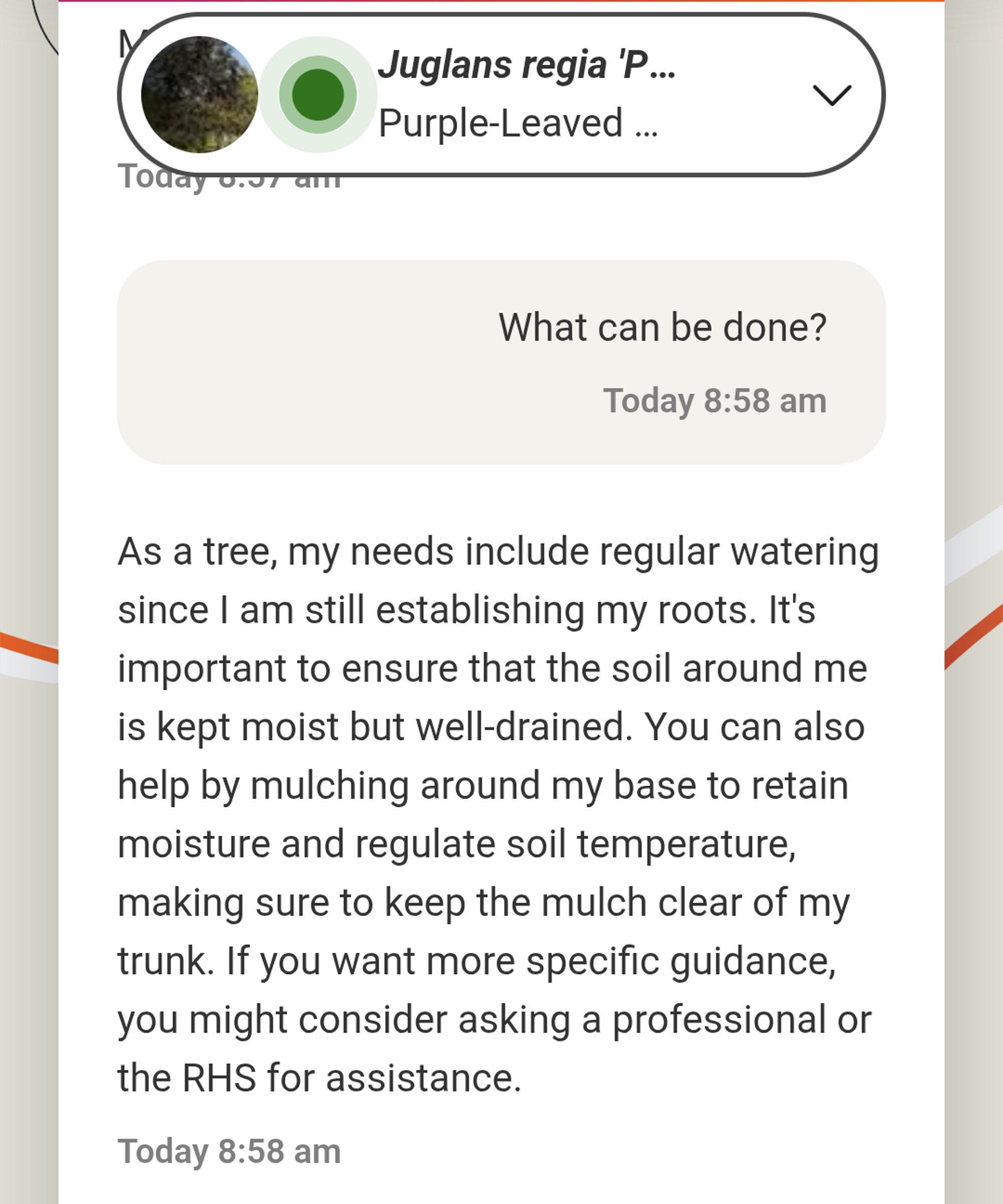 A screenshot of a chat with a purple-leaved walnut on the Avanade Intelligent Garden