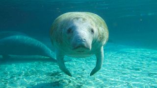 A west Indian manatee (Trichechus manatus).