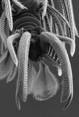 A goblin spider claw as seen under a scanning electron microscope.