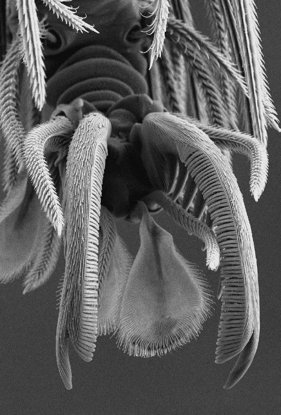 A goblin spider claw as seen under a scanning electron microscope.