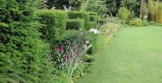 garden with yew hedges which are among the plants to be pruned in September