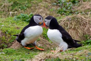 Springwatch 2022 will focus quite a lot on the fascinating lives of puffins.