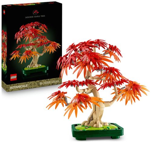 Japanese Red Maple Bonsai Tree 10348