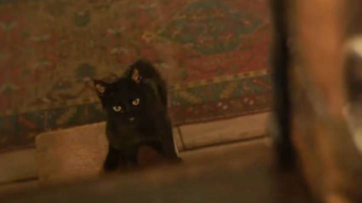 Who is the cat in Hocus Pocus 2? Cobweb