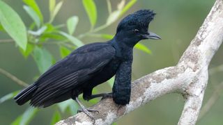 Long Wattled Umbrellabird