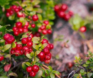 Lingonberry shrub with red berries in a garden border