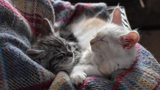 2 cats snuggling down on sofa