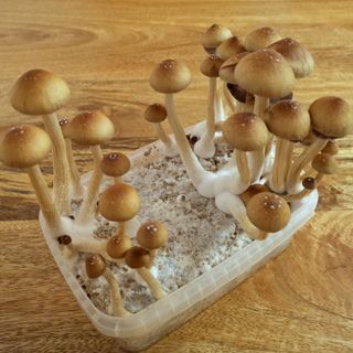Mushrooms grown in a container