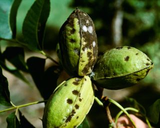 Crop disease, Pecan scab on pecan nut shucks.
