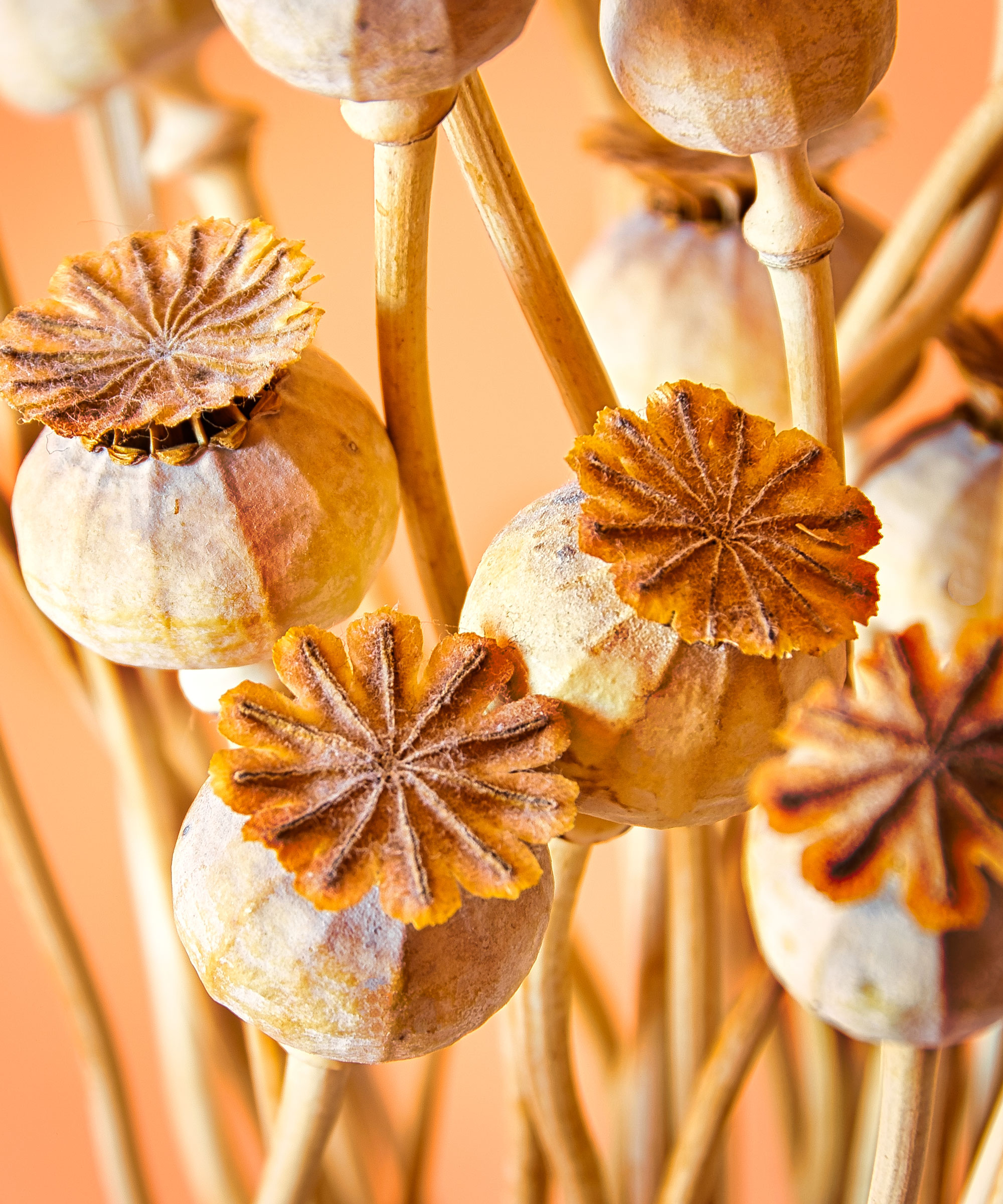 poppy seed heads left to dry for sowing