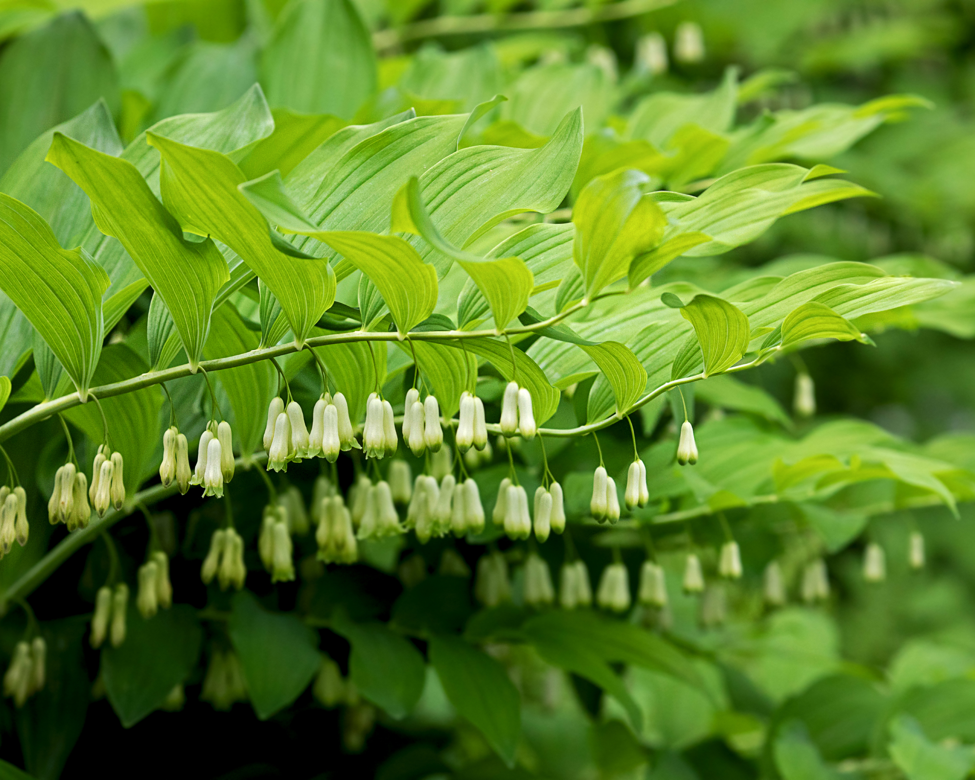 Closeup of Solomon's seal plant