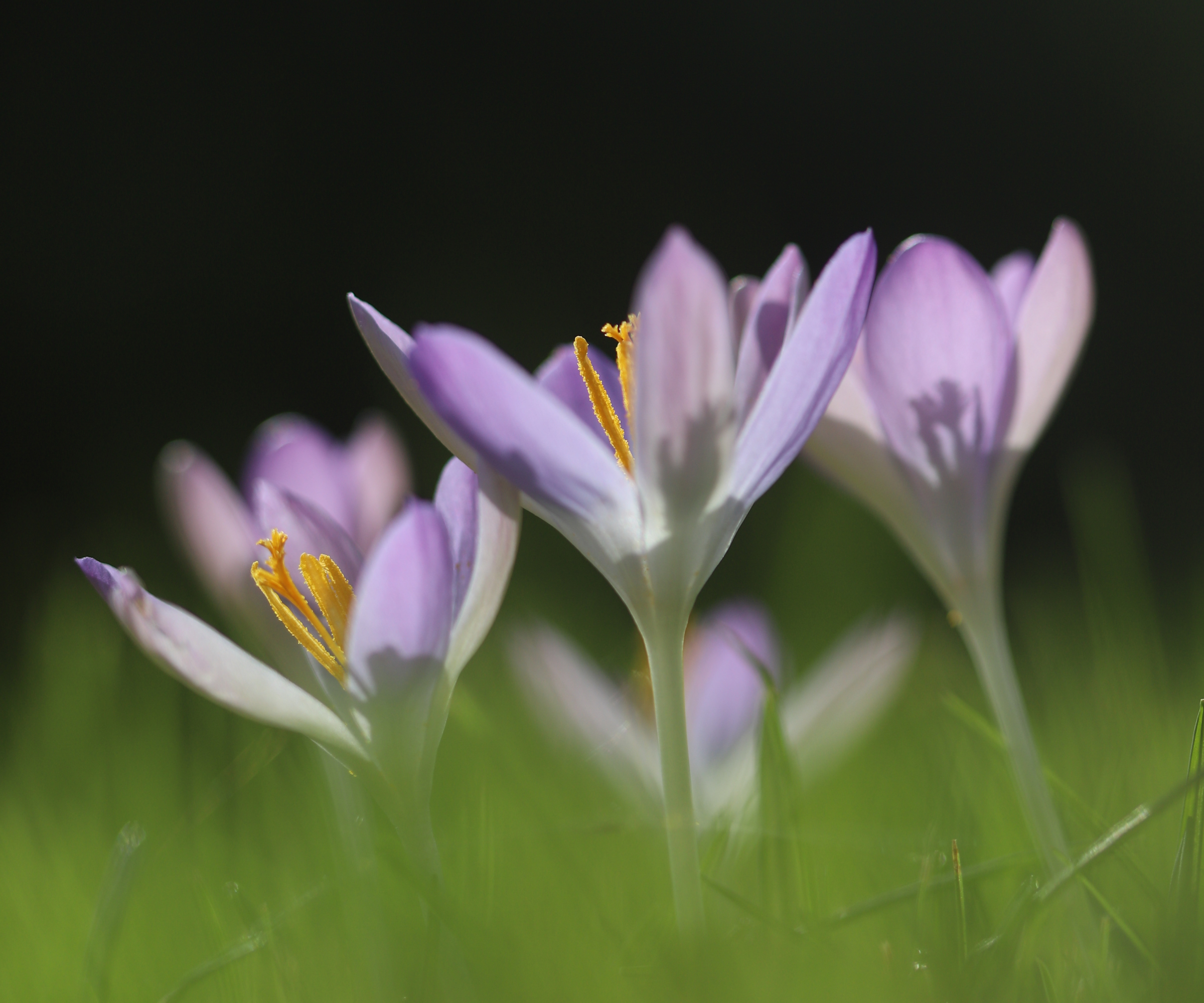 Mauve crocus flowers growing in the grass