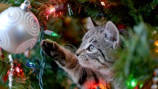 A grey kitten reaching for a bauble in a Christmas tree