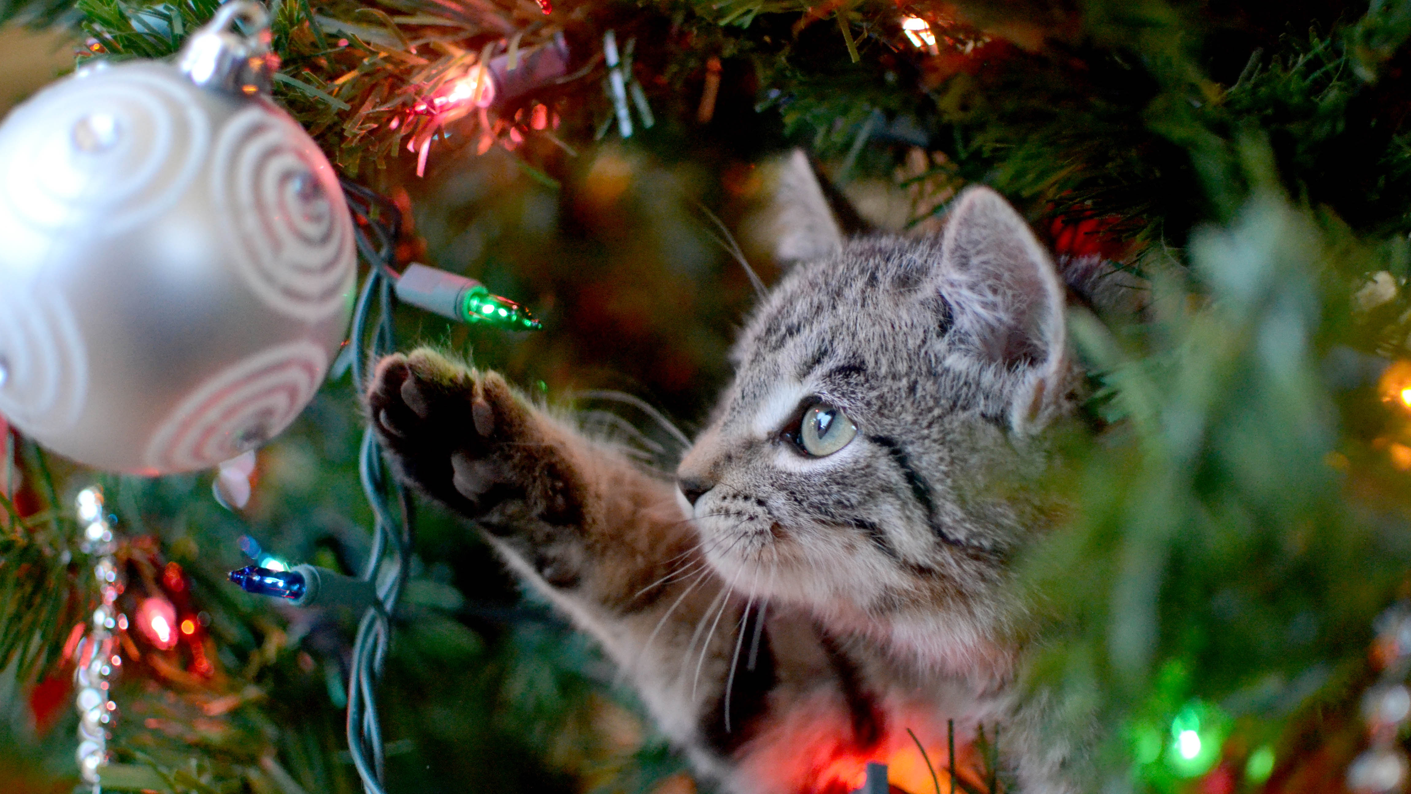 A grey kitten reaching for a bauble in a Christmas tree