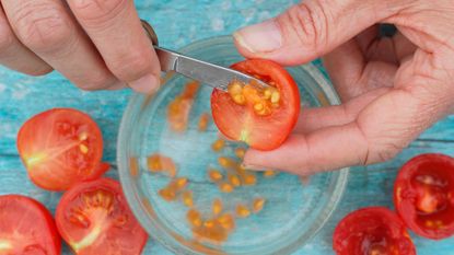 scraping out tomato seeds