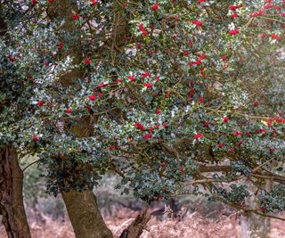 Holly tree with green foliage and red berries