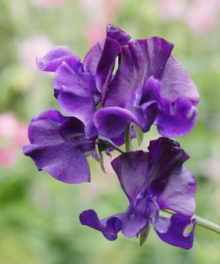 'Joyce Stanton' sweet pea