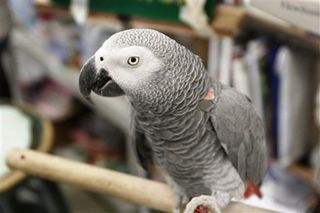 Alex, a parrot that could count to six, identify colors and even express frustration with repetitive scientific trials, has died after 30 years of helping researchers better understand the avian brain.