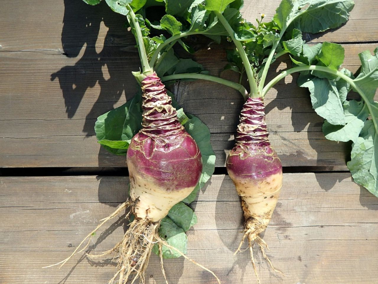 Uprooted Rutabaga Plants