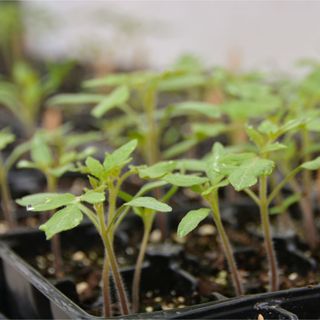 Tomato seedlings ready to be planted up in grow bags