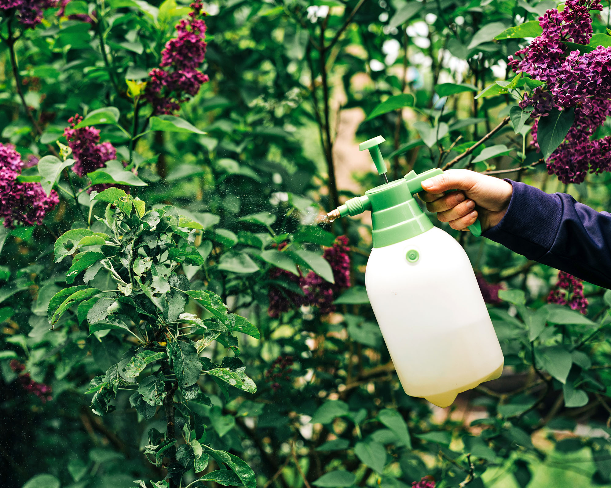 Gardener spraying a beautiful blooming purple lilac (Syringa) bush.