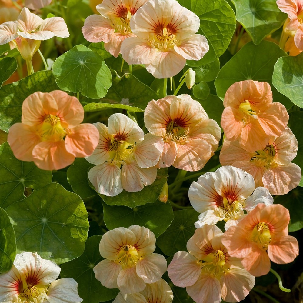 Nasturtium - Tropaeolum Majus 'tip Top Apricot'