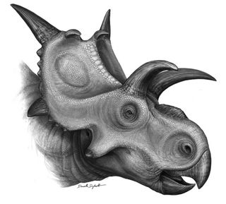 Xenoceratops, a newly discovered Cretaceous-era dinosaur,likely grazed on cattails and ferns in a primeval forest in what is now Canada.