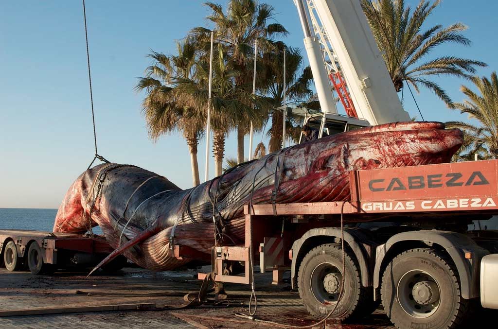 Dead fin whale on the back of a truck