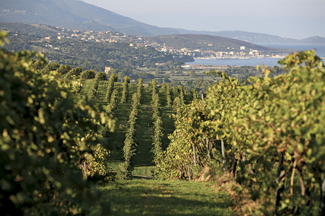 July 2015: Domaine Sant Armettu, Corsica