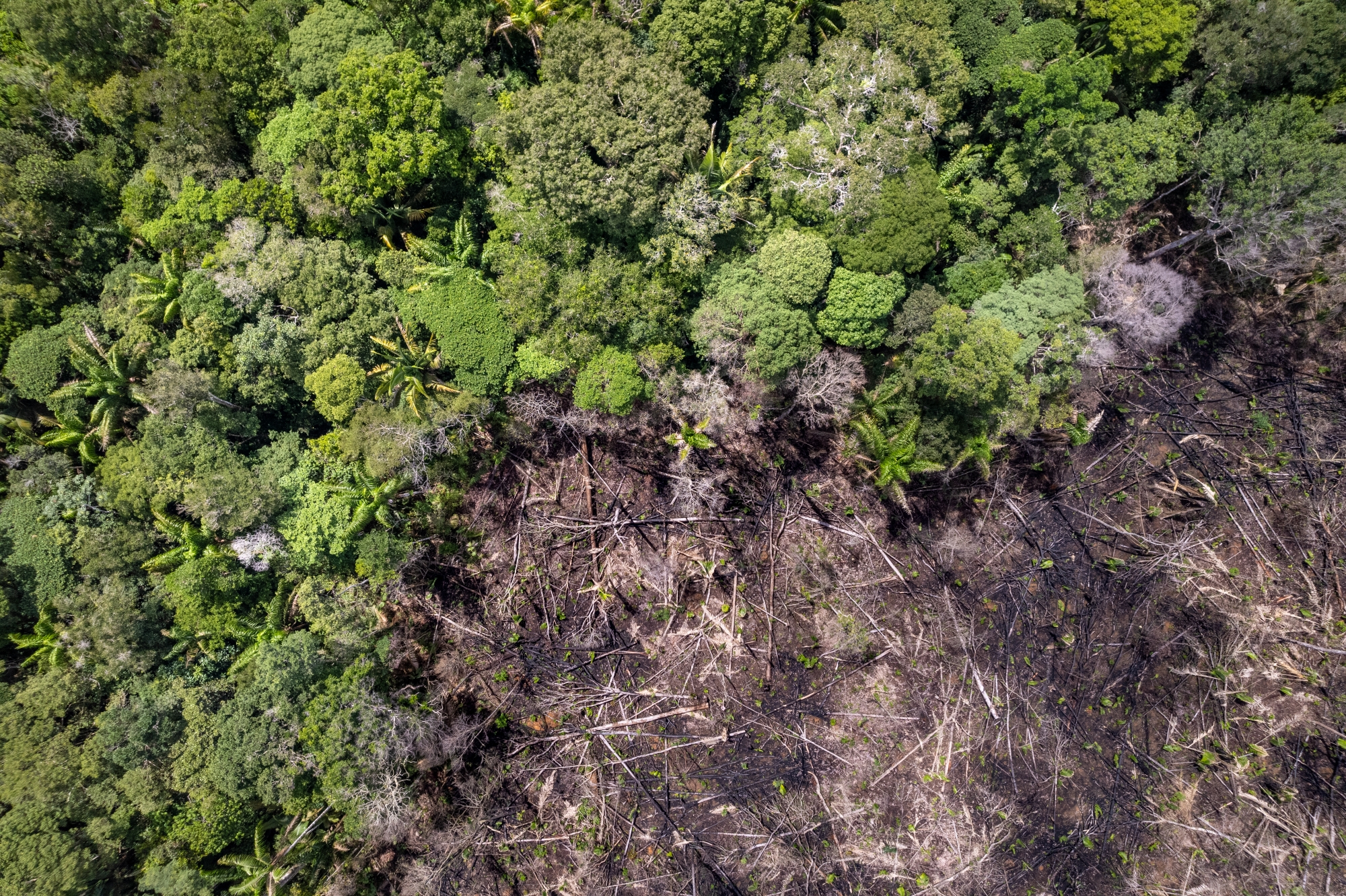 An aerial photograph of burn damage in the Amazon, contrasting sharply with lush green rainforest.