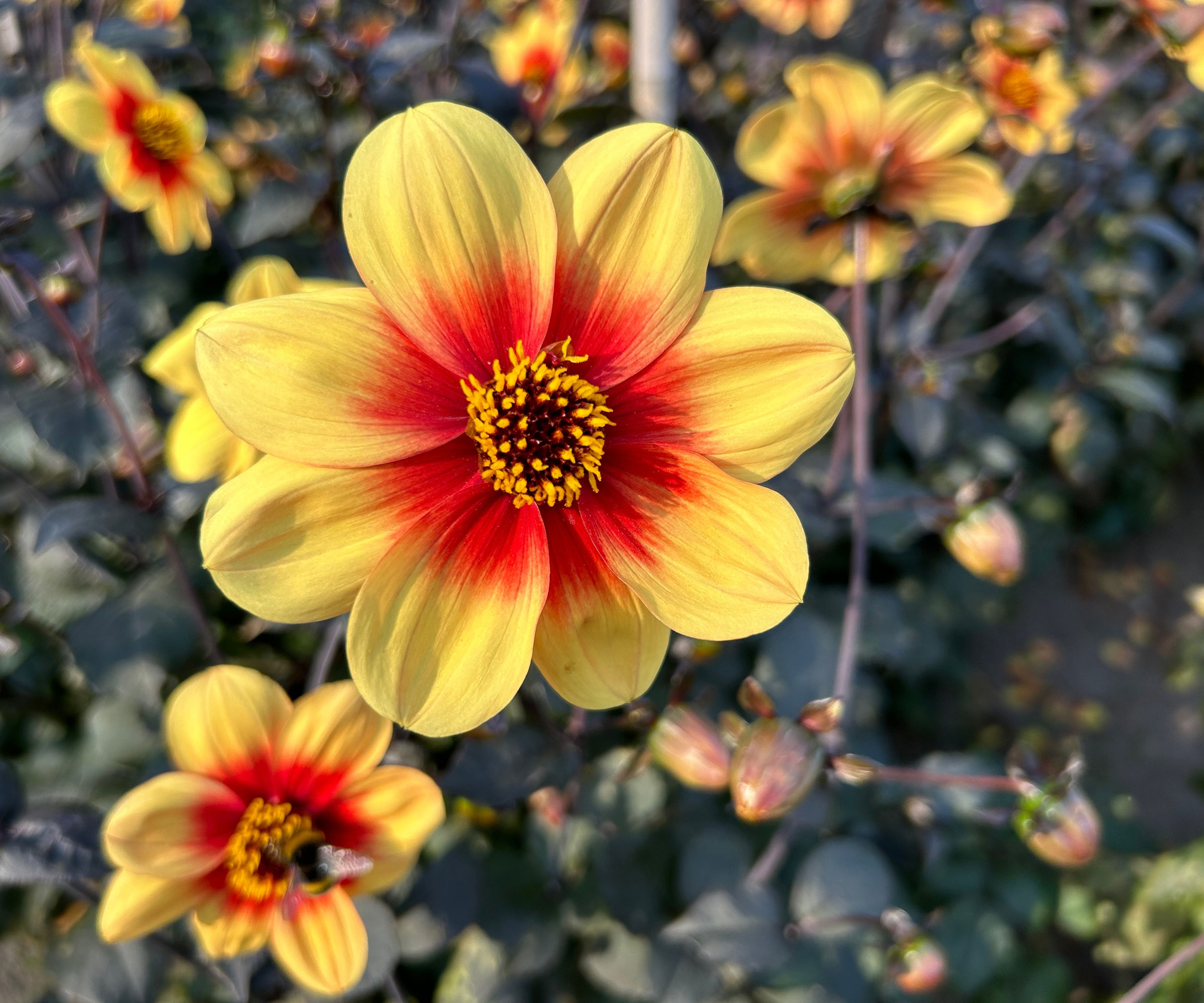 dahlia Sunshine with yellow and orange flowers