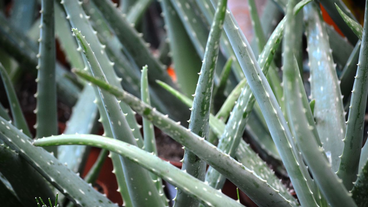 Aloe vera plants