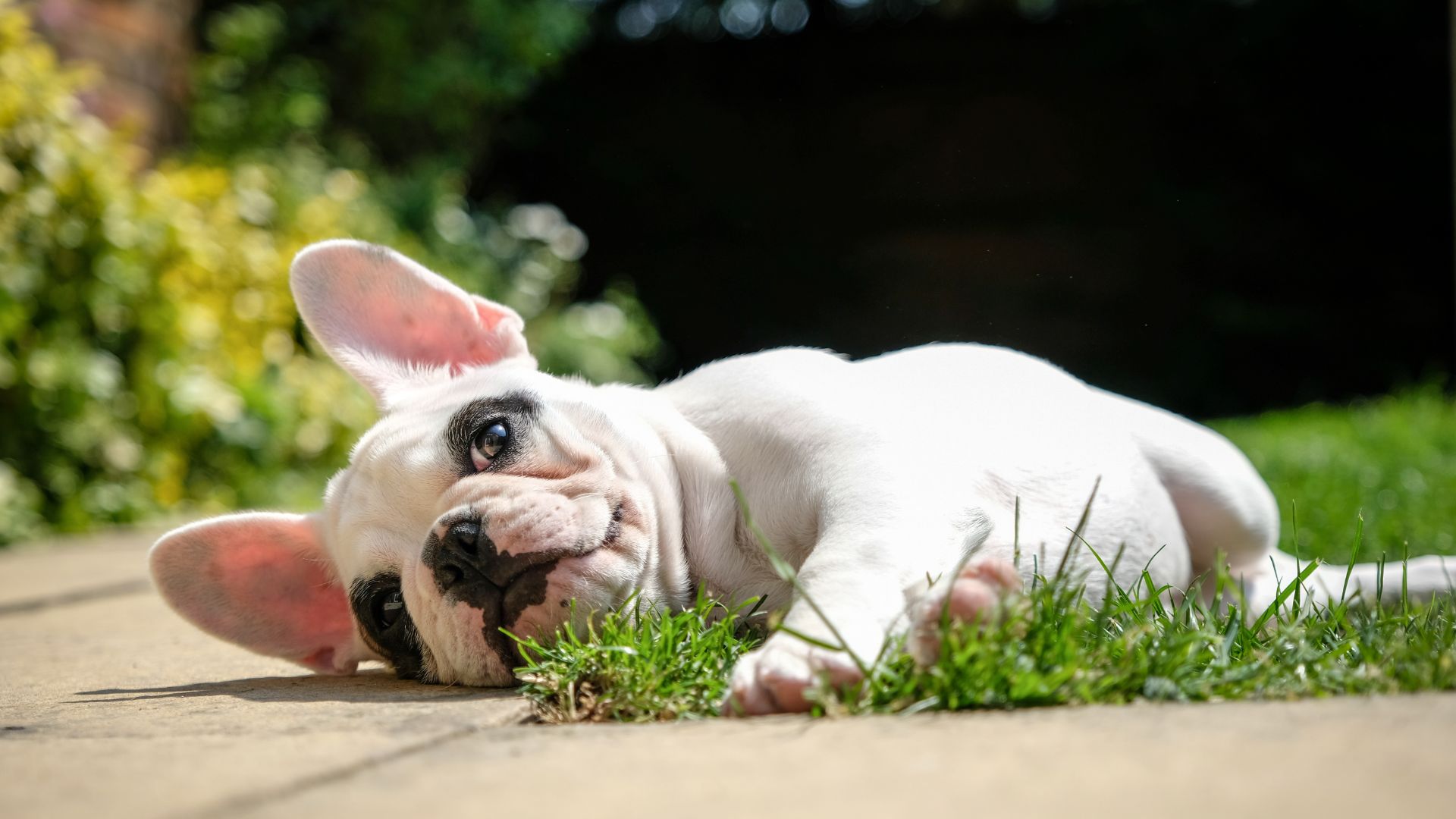 Black and white French Bulldog lying on a lawn and patio inthe sunshine