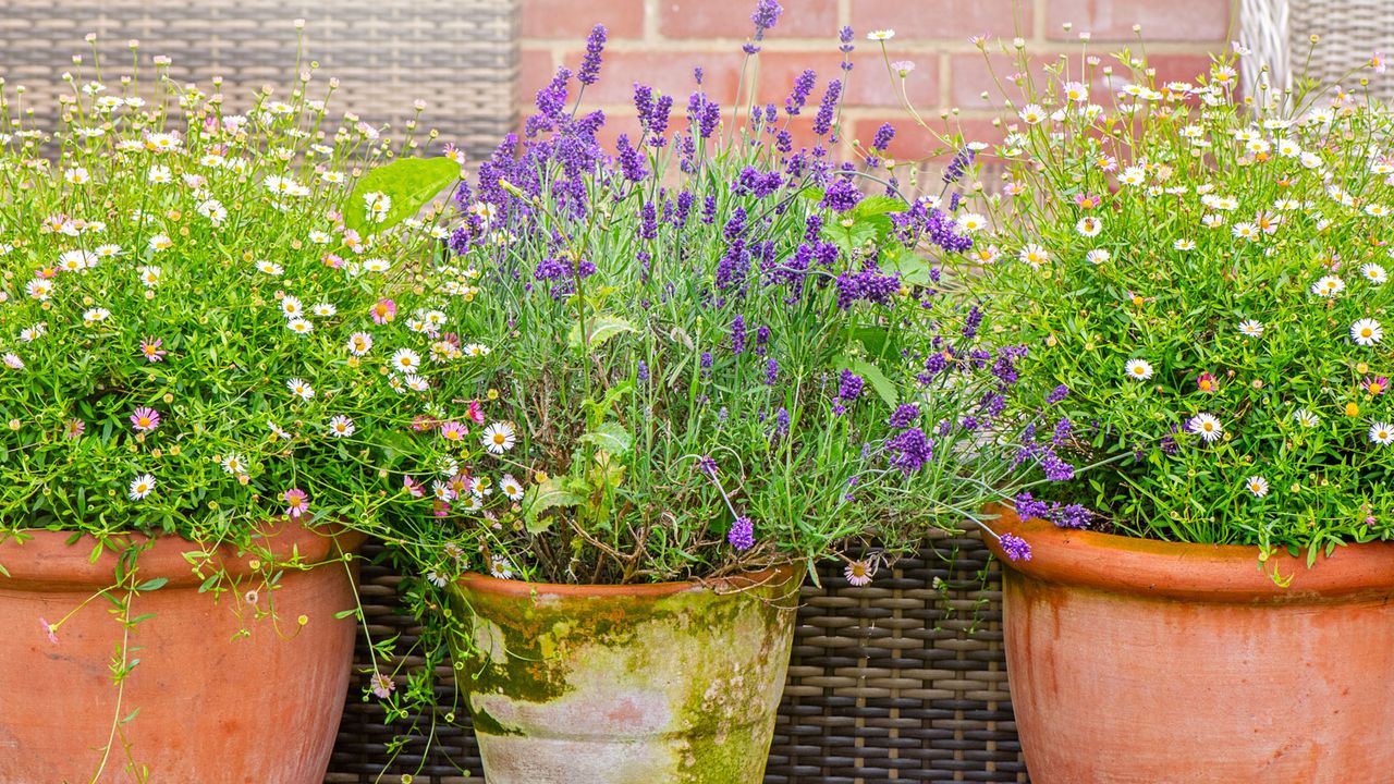 Mexican fleabane and lavender planted up in pots