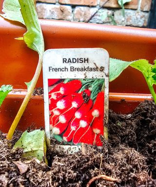 A white label with a radish picture on it with radish leaves and dark brown soil around it