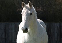 Dessie_at_Egerton_2.jpg