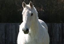 Dessie_at_Egerton_2.jpg