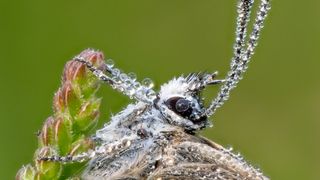 Macro close-up photograph by Nigel A Ball showing a butterfly covered in dew, while perched on a blade of grass against a green background