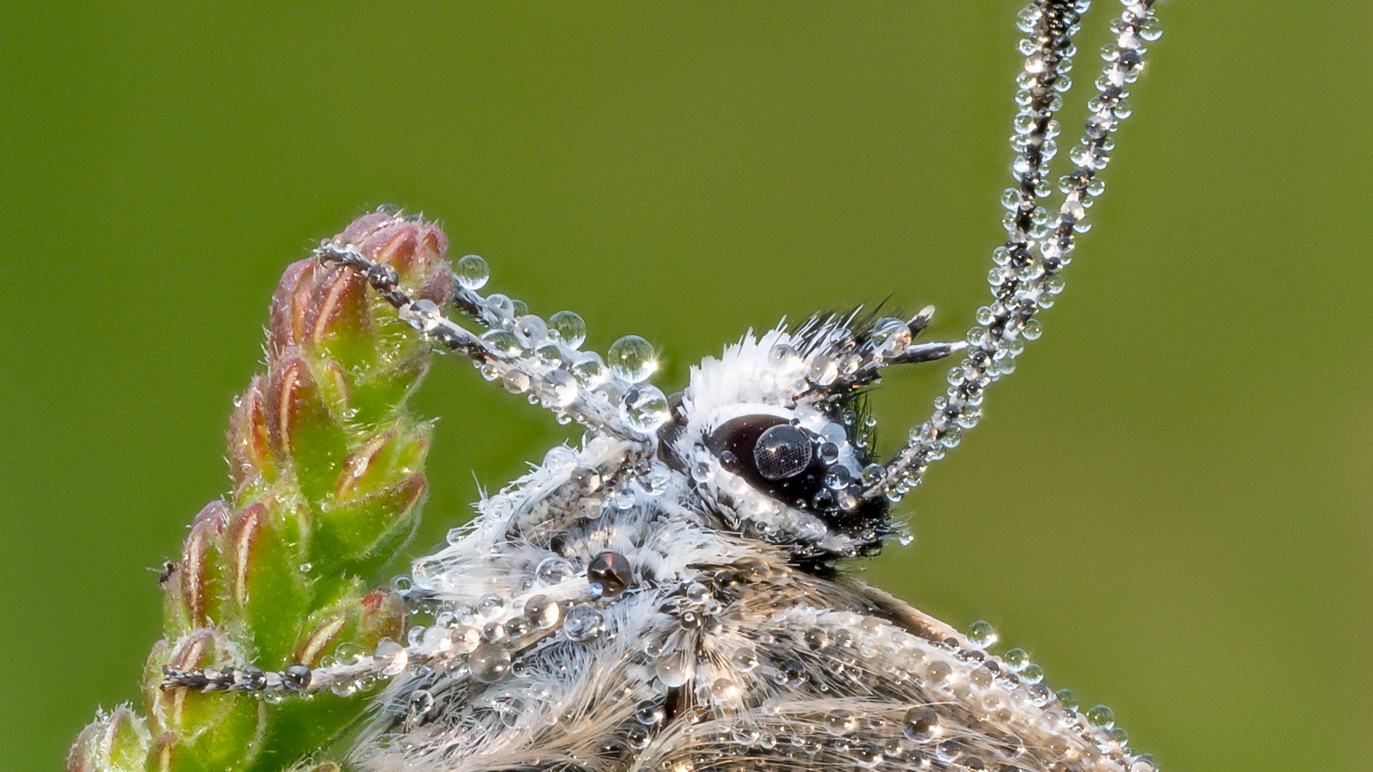 Macro close-up photograph by Nigel A Ball showing a butterfly covered in dew, while perched on a blade of grass against a green background 